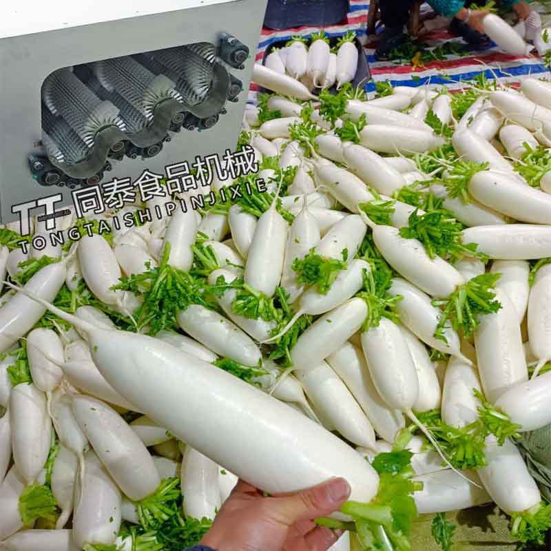 TQX-2200系列自动喷淋萝卜清洗机，白萝卜螺旋连续清洗机