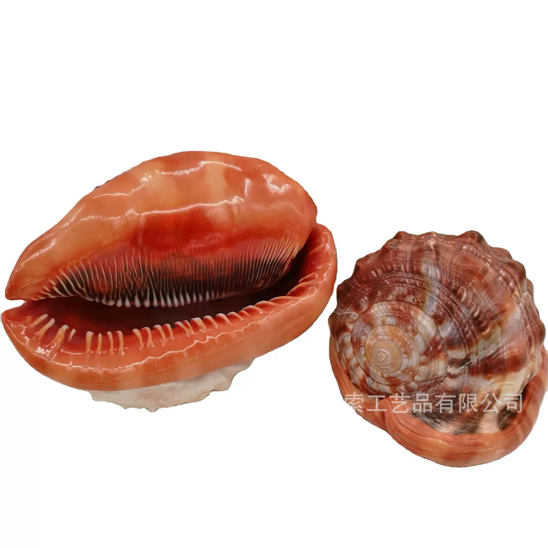 Study natural shell Conchihashi Fish Tank Landscape Decoration Shell Conch Wholesale Wind Bell DIY Crafts