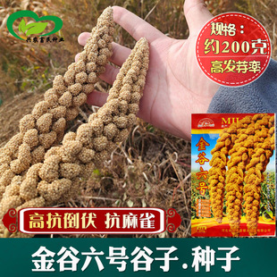 �����̖���ӷN�����l �r��ˈ@���������S���S��С�׷N��