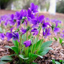 紫茉莉(地雷花)种子