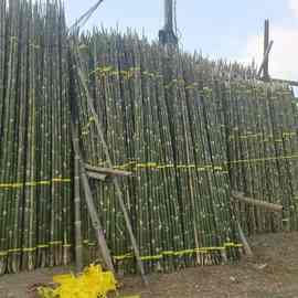果树木支撑杆厂家 大树搭架支撑用竹子 香蕉树搭架支撑竹竿