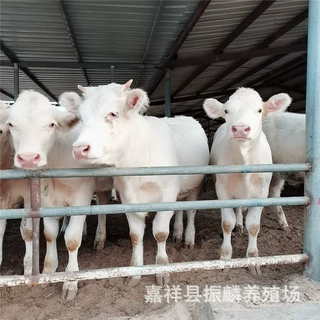 哪个品种的肉牛好长势快，西门塔尔牛 夏洛莱牛长势怎么样
