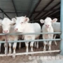 哪个品种夏洛莱牛