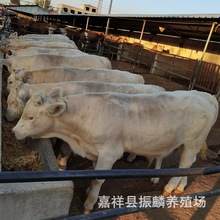 夏洛莱牛种牛 哪里有西门塔尔牛牛犊 养牛场 肉牛养殖前景分析