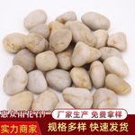 天然白色鹅卵石雨花石特级精品园林景观工程铺路景观石砾石沙石