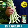 White jade shelf kidney bean seeds, old varieties of white stick white beans, white bean seed seeds spring autumn vegetable garden planting seeds