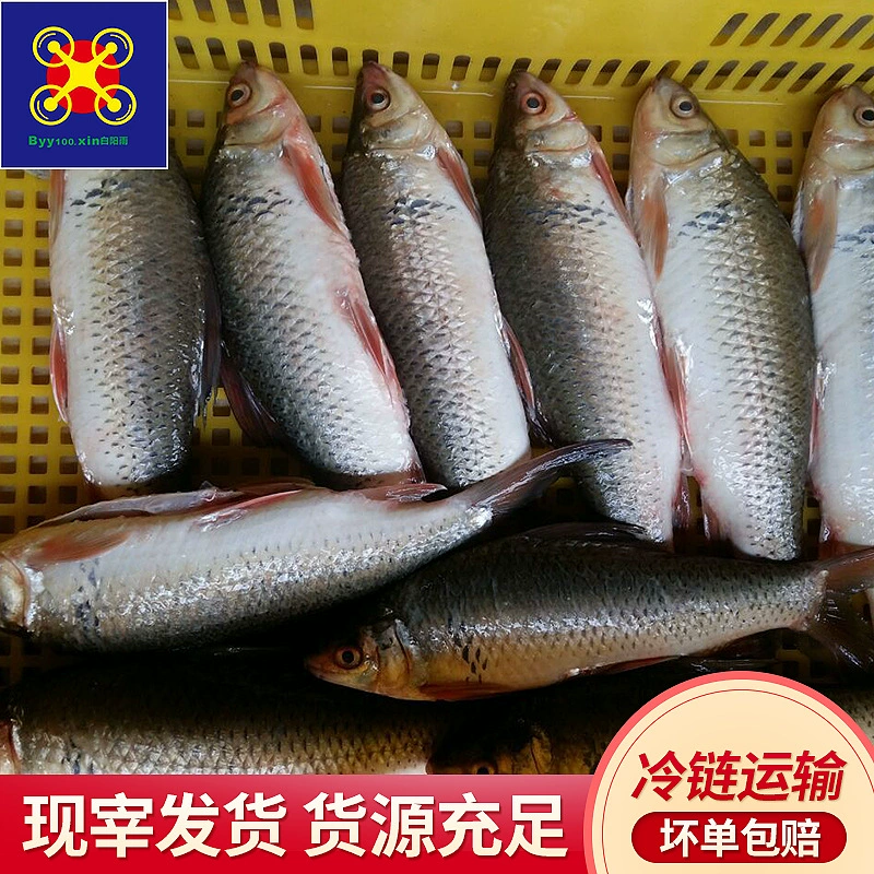 Многолетний запас грязевого карпа 0,15-0,60 кг рыбных полосок может быть изготовлен из сушеных рыбных консервов.