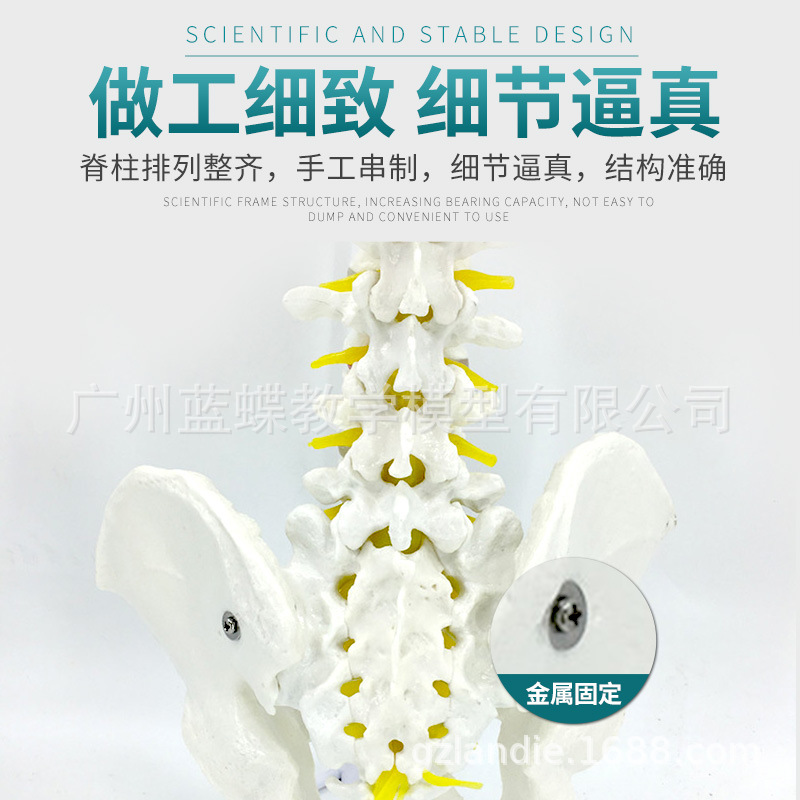 80CM����1��1��Ȼ��׵��׵������ ������׵��׵β׵���ģ��