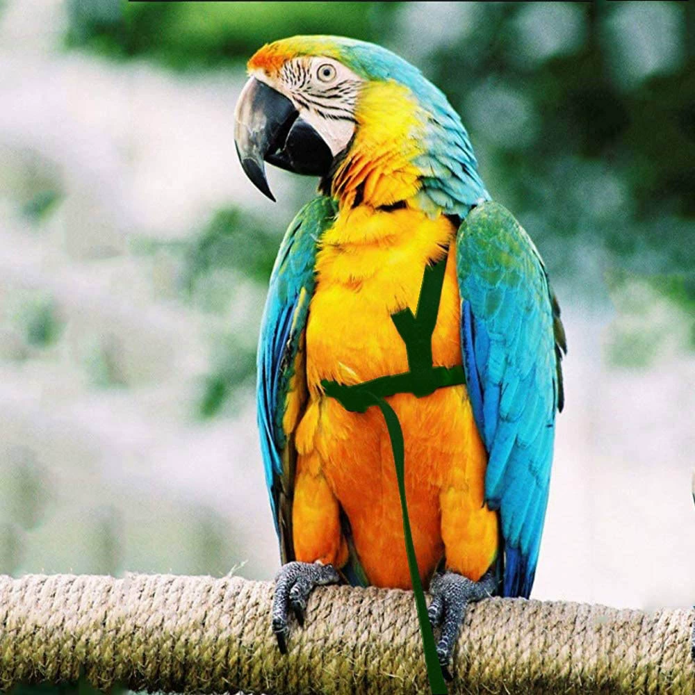 Перьевая вставка - тигриная кожа Хуанфэн направление верёвка Corporal Parrot на тренировке, петли гнуть ремни