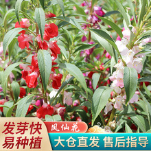 指甲花凤仙花种子中药染指甲急性子别碰我百花园好种植易管理