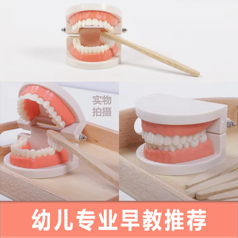 Montessori ayudas didácticas niños cepillado y lavado traje educación temprana juguetes educativos dentadura diente modelo kindergarten dientes cognitivos