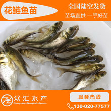 �I�~�� ���^�~�� ������ ���^�~�� �������l