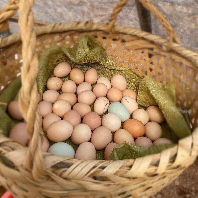 Маленький Zong фермер на свободном выгуле свежие земляные яйца, клыки сельского происхождения прямо для фермы, теперь собирая соломенные яйца