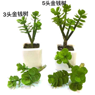 ������ض���ֲ��3�^���X�~�Gֲ��Ҿ��b��廨�[�O����