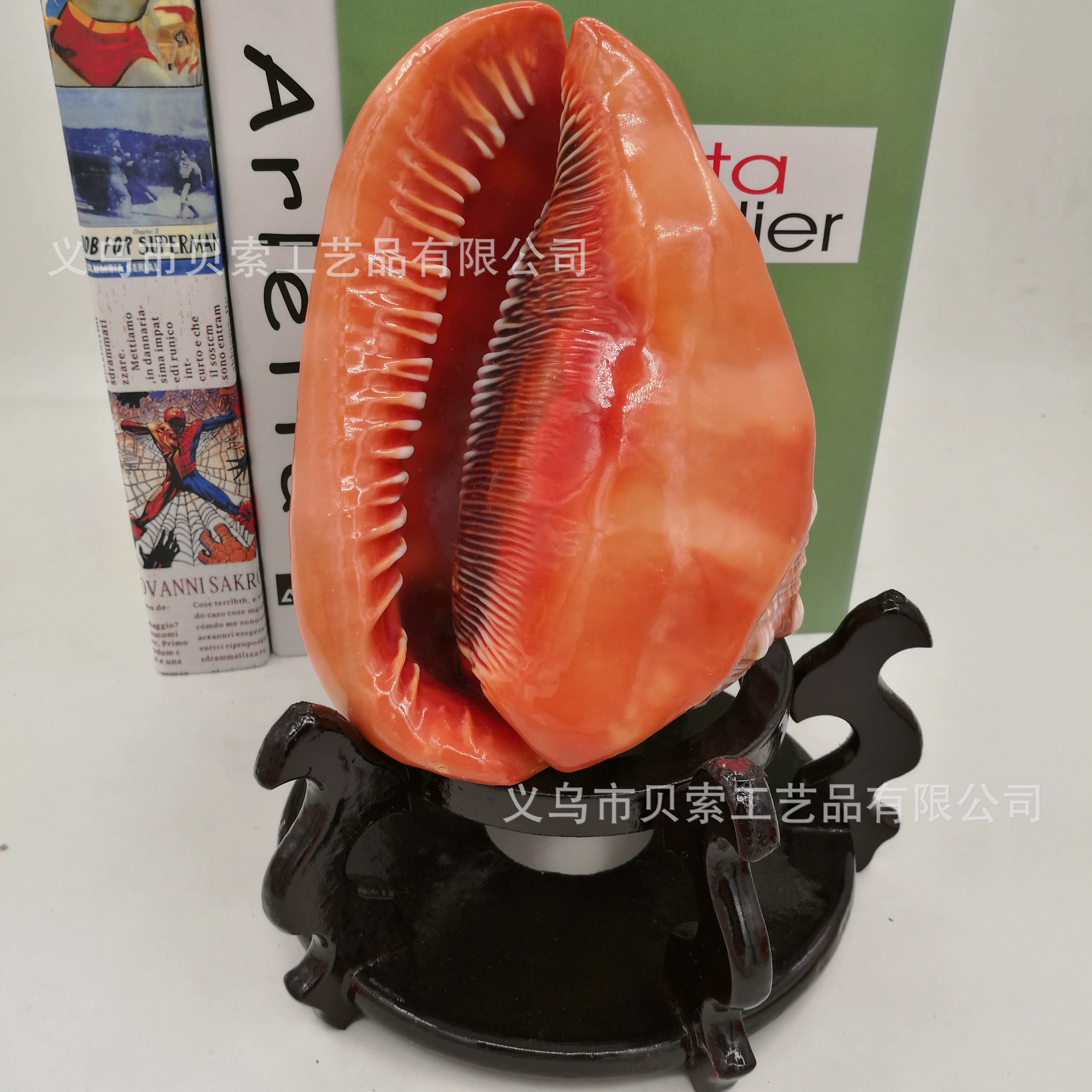 Study natural shell Conchihashi Fish Tank Landscape Decoration Shell Conch Wholesale Wind Bell DIY Crafts