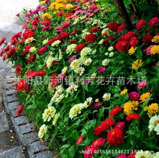 ���ܷN�����l ���ղݷN�� �@�ֹ��̾G���N�ӷN�� ���վջ��N��