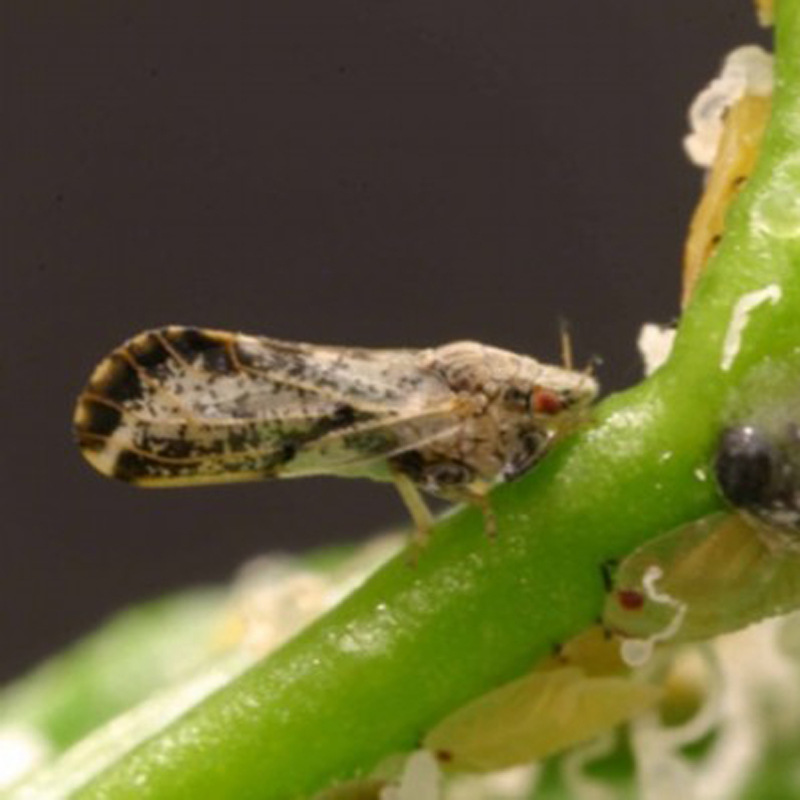 柑橘木虱引诱剂Diaphorina citri 诱芯 信息素