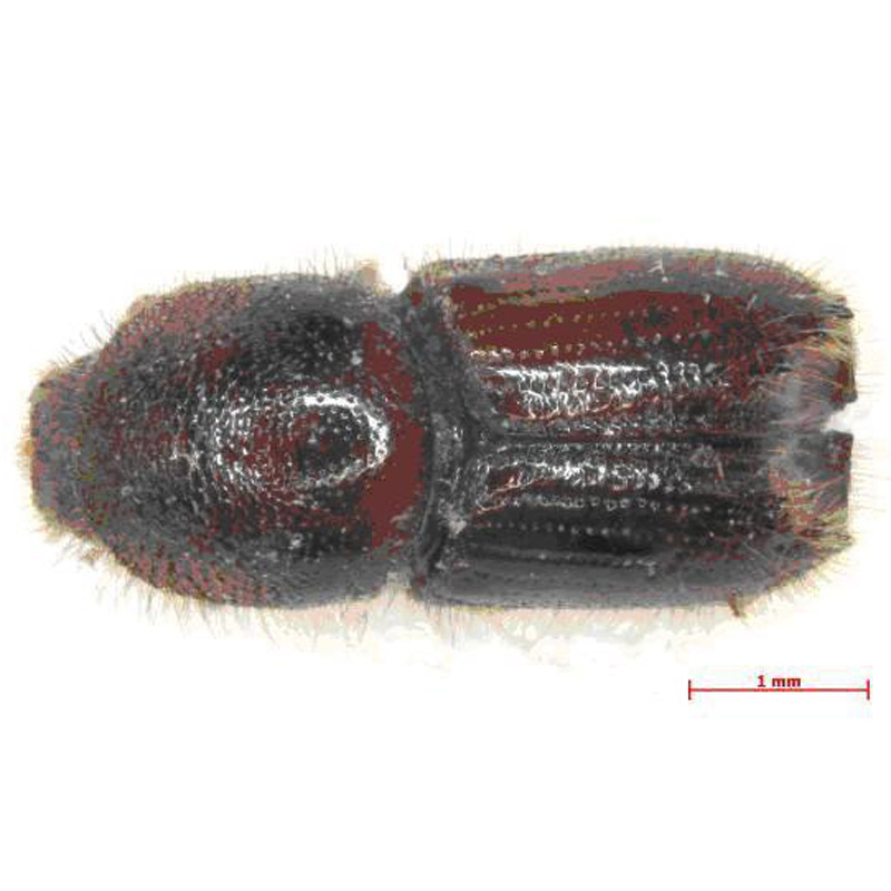 云杉八齿小蠹液体引诱剂Ips typographus 诱芯 昆虫信息素