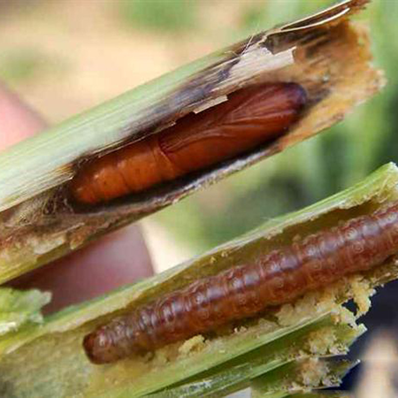 亚洲玉米螟引诱剂Chilo suppressalis