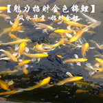 小黄金锦鲤 小规格龙凤金黄色锦鲤鱼苗活体日本锦鲤大量批发