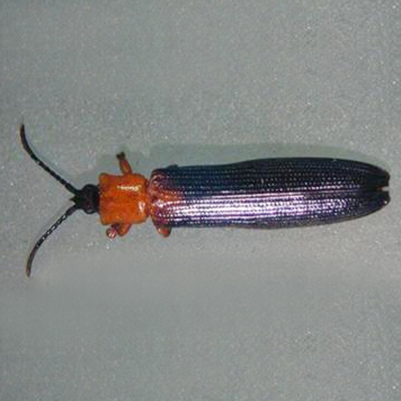 椰心叶甲固体诱捕器