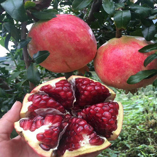 ʯ������������ͻ��˹ܛ��ʯ��ͥԺ�ϱ����Nֲ������ʯ������