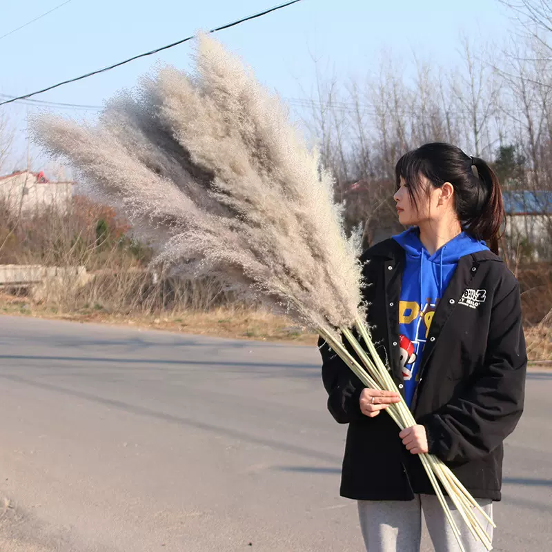 大芦苇干花灰色芦苇客厅装饰摆件橱窗摄影道具永生花干花束小芦苇