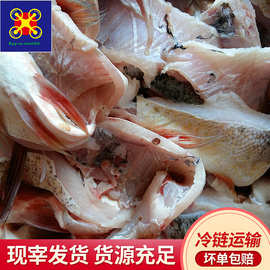 常年白阳雨鲜鲢鱼鱼腩 下单即宰2天发货冷链运营确保肉质鲜甜