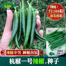 线椒杭椒种子 农田菜园杂交辣味中成熟后红果长辣椒蔬菜籽