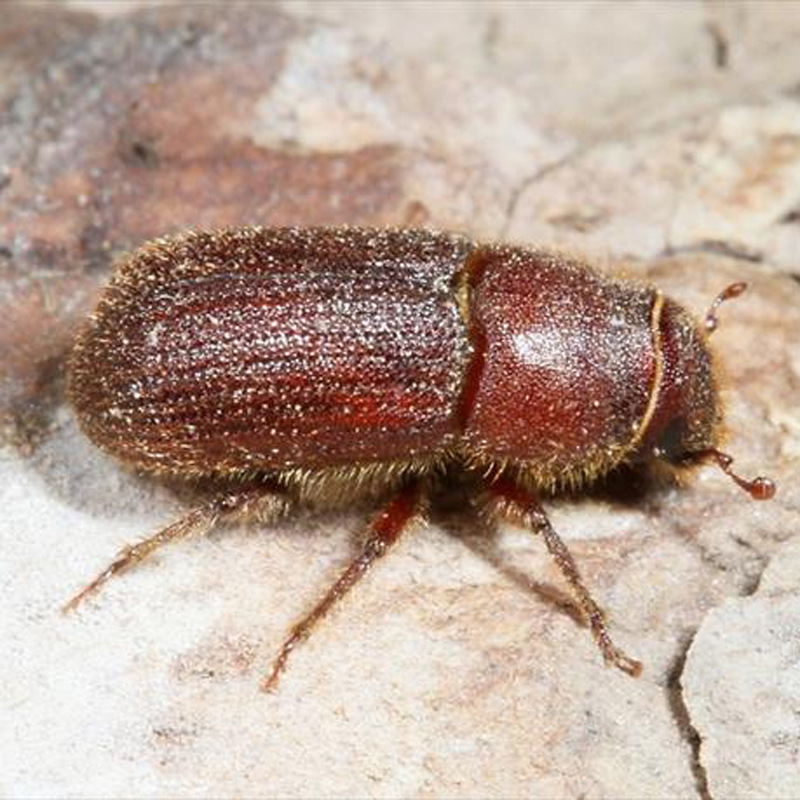 厂家批发红脂大小蠹引诱剂Dendroctonusvalens 林业害虫信息素