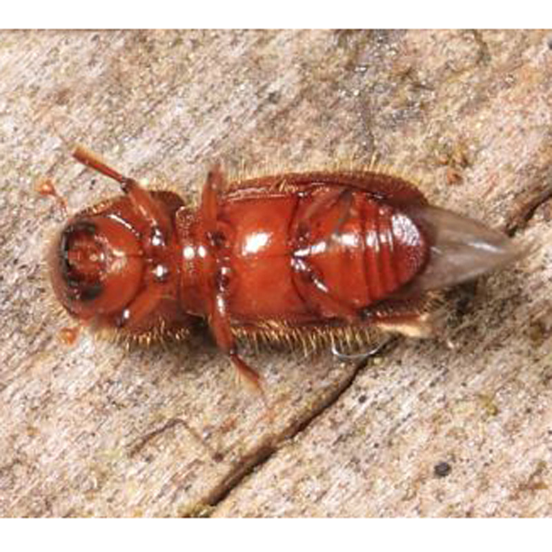 松六齿小蠹虫液体引诱剂Ips acuminatus Gyll昆虫信息素产品