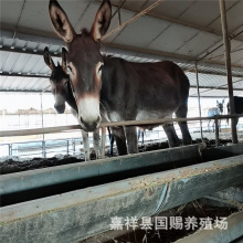 出栏活体德州驴活驴苗小驴子肉驴青年驴驹 小毛驴适应好出肉率高