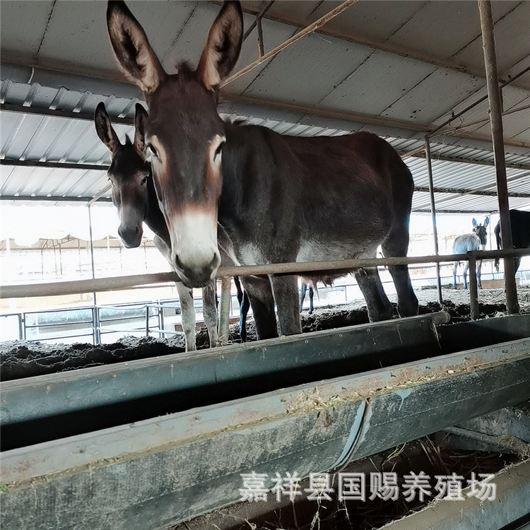 出栏活体德州驴活驴苗小驴子肉驴青年驴驹 小毛驴适应好出肉率高