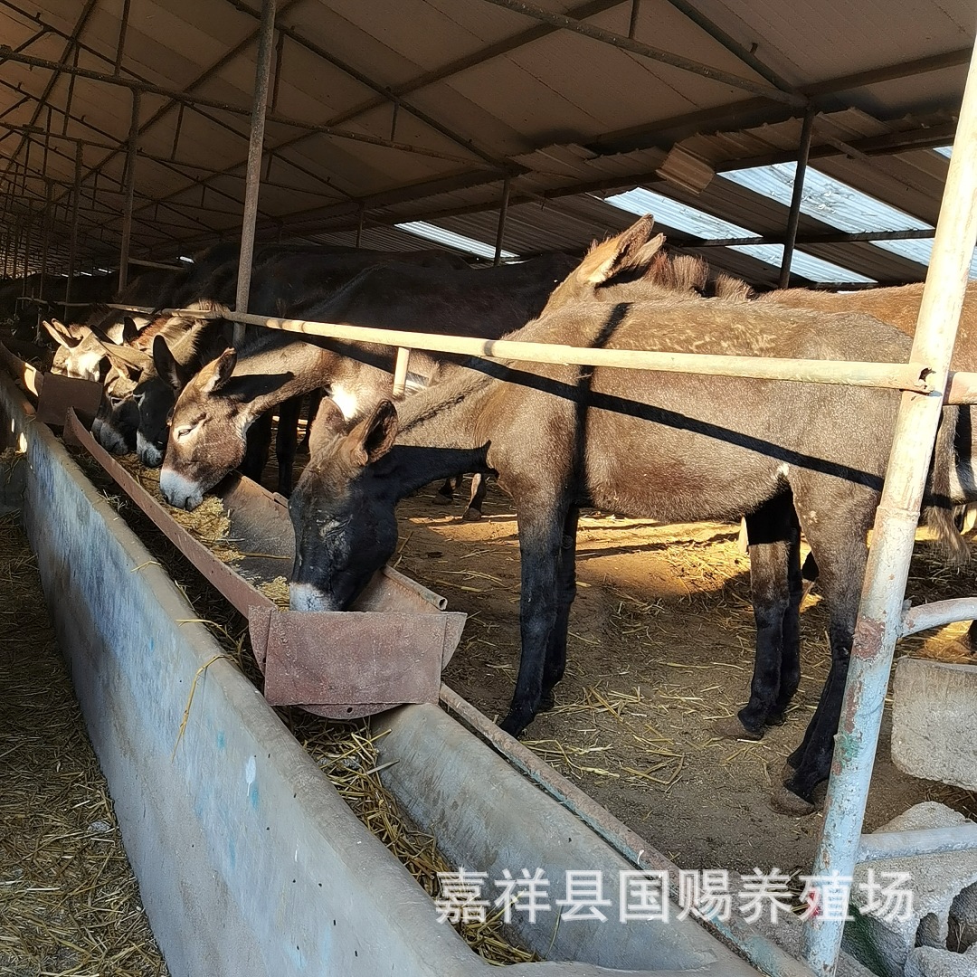 肉驴德州驴价格 驴苗出售乌头驴育肥 小驴 种驴 山东肉驴养殖场
