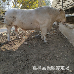 �����R��ţ��4-5����Сţ�ٻ��w������ţ���ӷ�ֳ�Nţ��ţ�r��