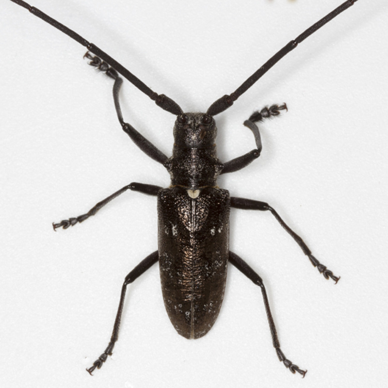 墨天牛属引诱剂Cerambycidae 昆虫信息素 性诱剂 高效环保