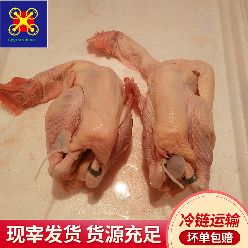 散养130天白阳雨清远麻鸡 冷冻整鸡冻鸡食品半成品餐饮食材批发