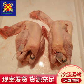 散养130天白阳雨清远麻鸡 冷冻整鸡冻鸡食品半成品餐饮食材批发