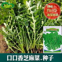 钰禾口口香芝麻菜种子批发 阳台种植种子 约2500粒  香味可口