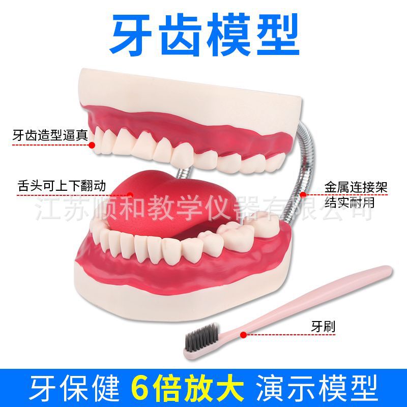 儿童牙列儿童口腔牙齿模型教学牙科模型幼儿园玩具练习刷牙教学