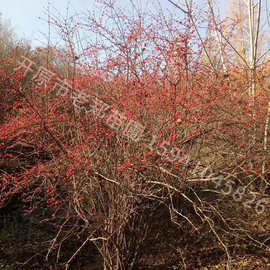 红花忍冬树苗3-8分枝蓝叶忍冬东北金银忍冬绿篱灌丛园林观赏花卉