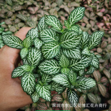 ���lDIY΢���^�M����~ֲ��׻�Ƥ��ʹ��ɫ�W�y���ܾG�����ԾGֲ