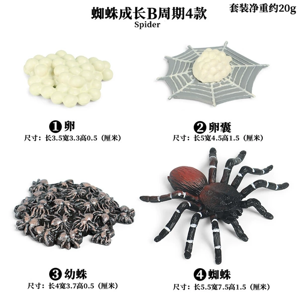 KZ Red Spider Growth cycle B [4 sets of sets]