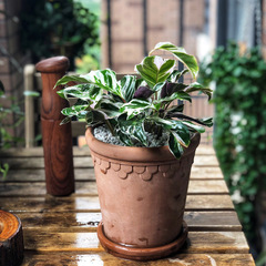 Italian Imperial Roman lace round cement flower pot green plant pot Nordic water-absorbent and breathable European gardening with tray