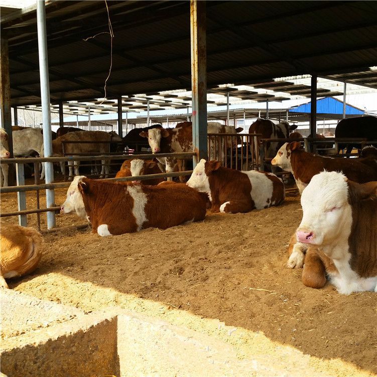 山西肉牛养殖场 西门塔尔牛养殖场 大同育肥小肉牛价格