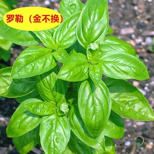 �Ō����N�ӾG�_�շN�����_���̨�ļ����Կ�ʳ�ô��~��ݽ𲻓Q�~
