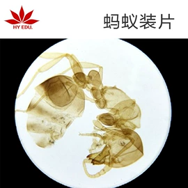 生物教学器材;医药教学器材;科教玩具