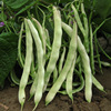 Dian Dou King No. 1 Seeds without sheets of bean horn seeds white wide -flat kidney bean easy planting potted vegetable garden spring and autumn rapeseed