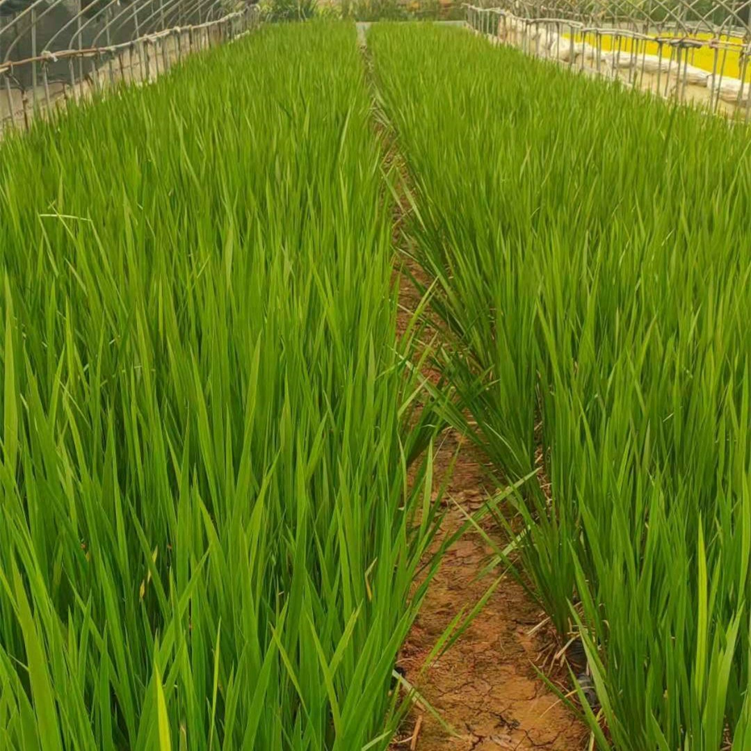 Озеленение АИР листва растения водно-болотных угодий озеленение проект цветок границы пейзаж база прямых продаж