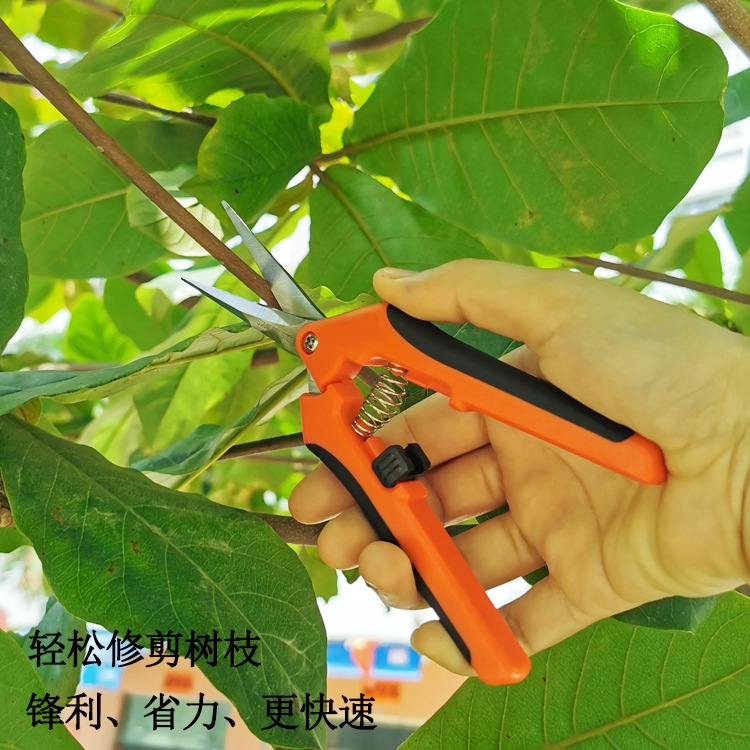 Tijeras de reparación de plántulas de frutas en stock Tijeras de brotes de hojas de acero inoxidable Tijeras de podar árboles frutales Tijeras de jardinería de ramas gruesas